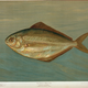 Illustration for article titled Fishes of North America That are Captured on Hook and Line